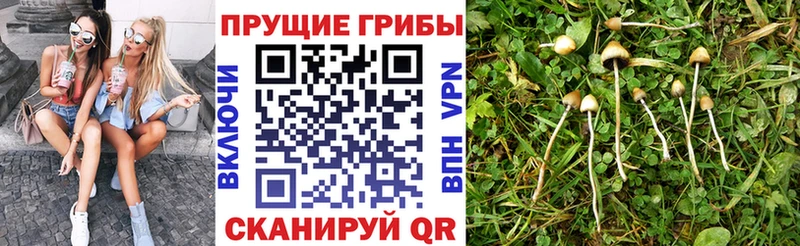 мориарти как зайти  Сосногорск  Галлюциногенные грибы Psilocybe 